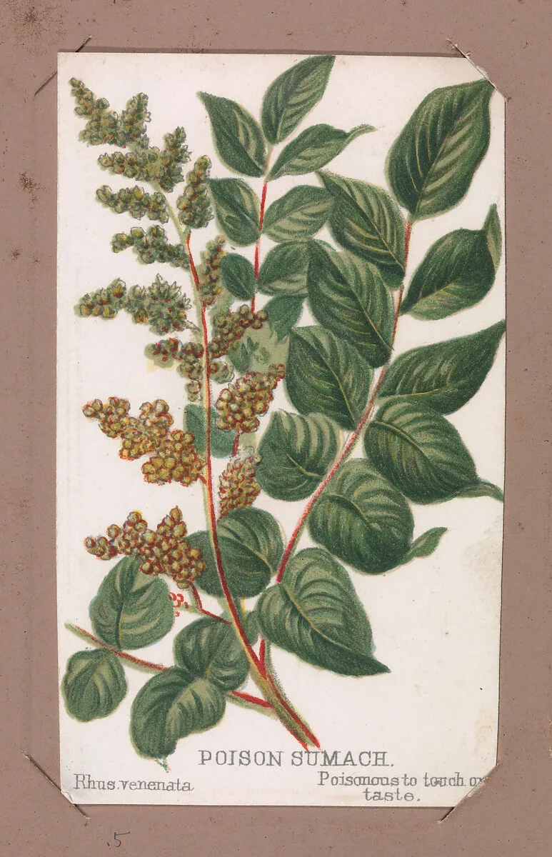 Poison Sumach from the Plants series — Louis Prang & Co.