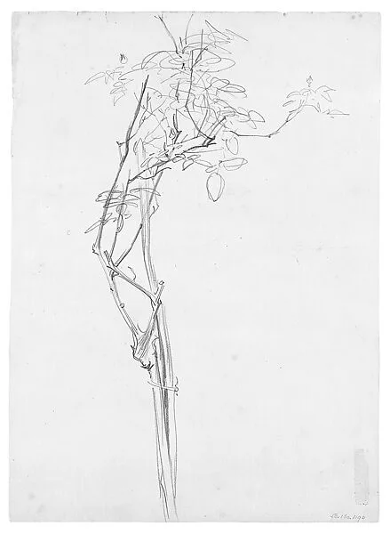 Rose Branch, Study for "Carnation, Lily, Lily, Rose" — John Singer Sargent