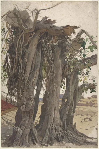 Study of a Stump with Aerial Roots