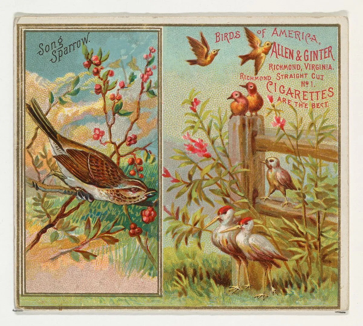 Song Sparrow, from the Birds of America series (N37) for Allen & Ginter Cigarettes — Allen & Ginter