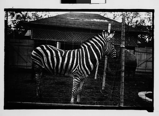 [Zebra in Zoo Pen, New Orleans, Louisiana]