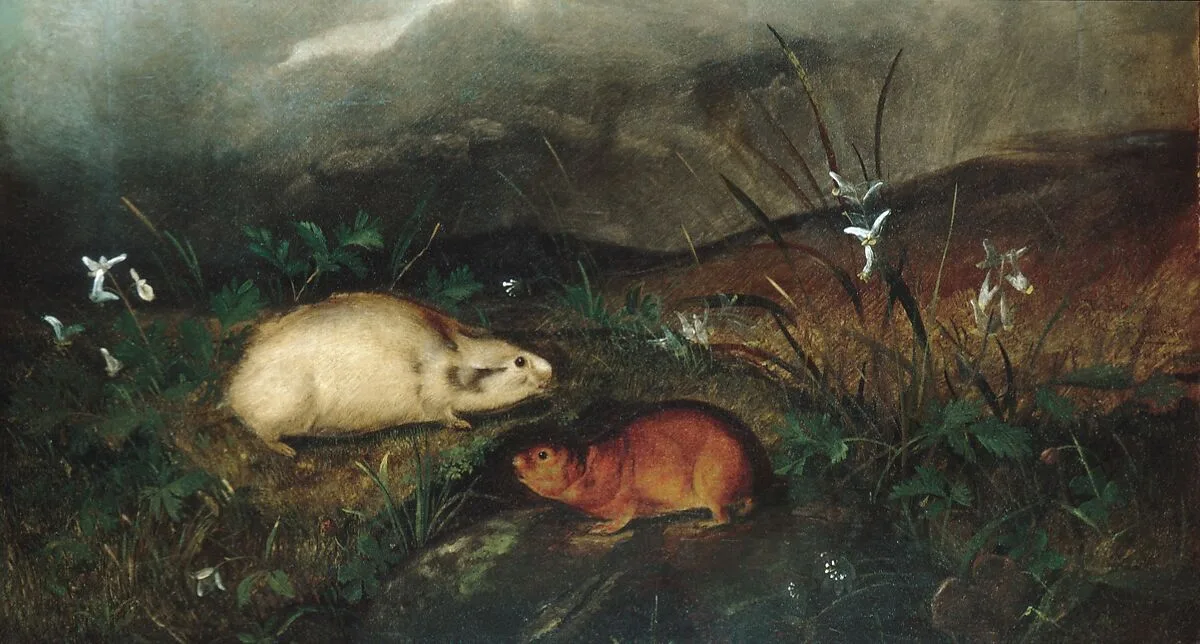 Hudson's Bay Lemming — John Woodhouse Audubon