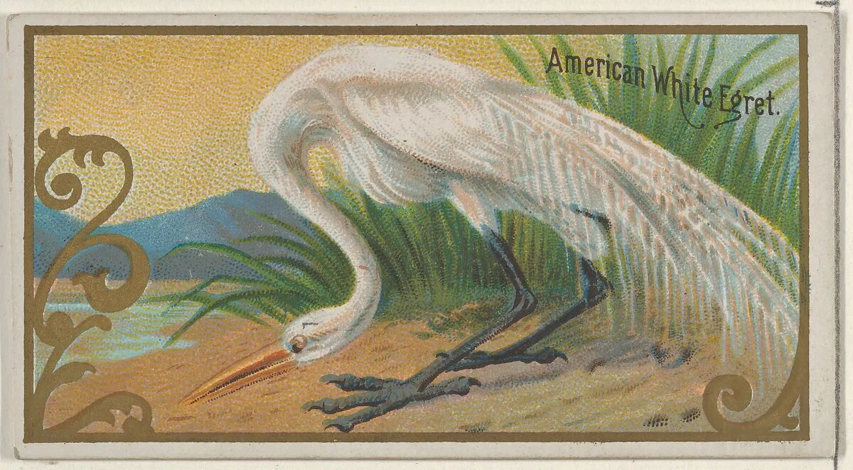 American White Egret, from the Game Birds series (N13) for Allen & Ginter Cigarettes Brands — Allen & Ginter|George S. Harris & Sons