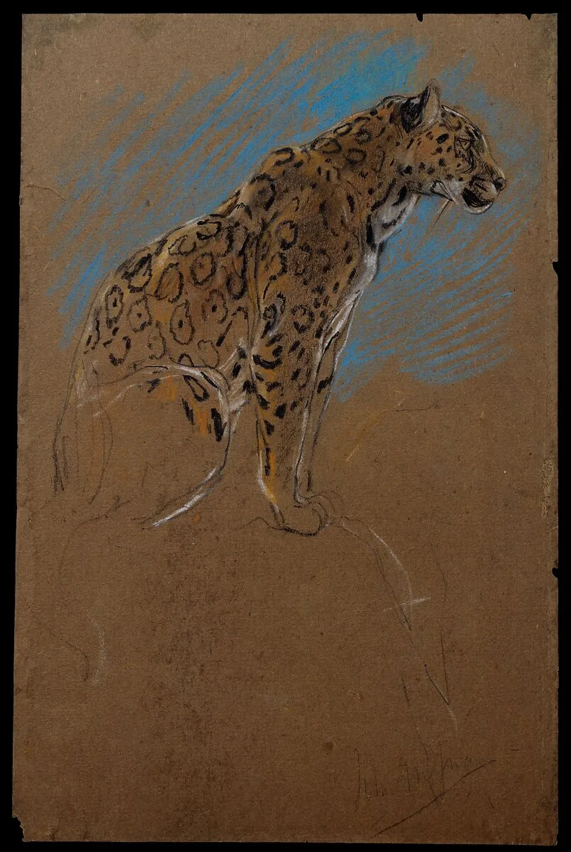 Study of a Jaguar — John Macallan Swan