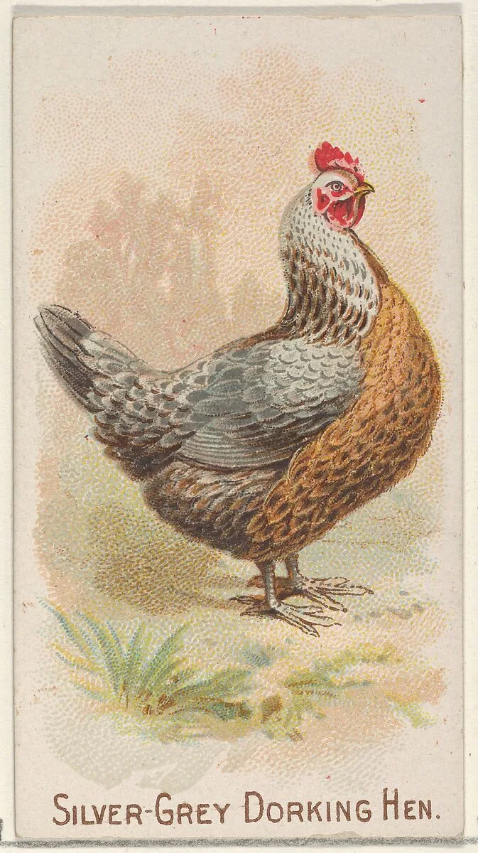 Silver-Grey Dorking Hen, from the Prize and Game Chickens series (N20) for Allen & Ginter Cigarettes — Allen & Ginter|The Gast Lithograph & Engraving Company