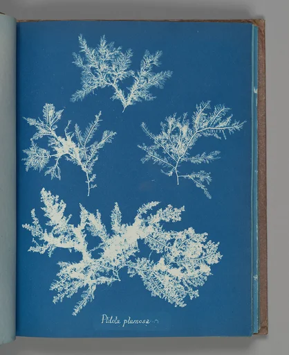Ptilota plumosa