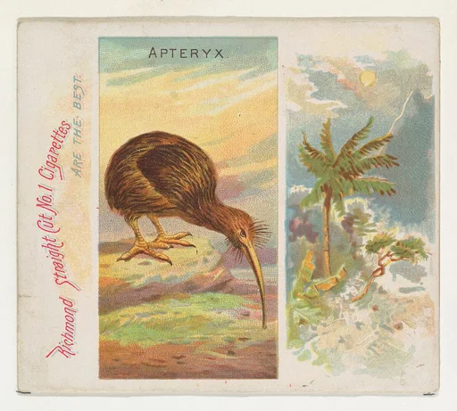 Apteryx, from Birds of the Tropics series (N38) for Allen & Ginter Cigarettes