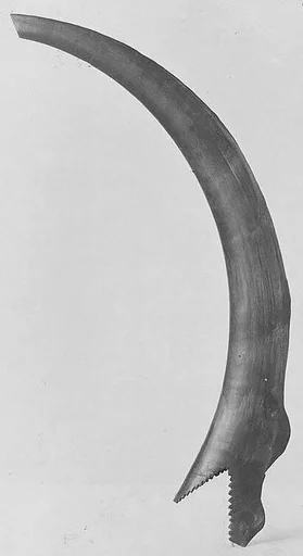 Horn