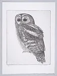 Wood Owl (Bosuil) — Charles Donker