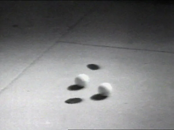 Shadows — William Wegman