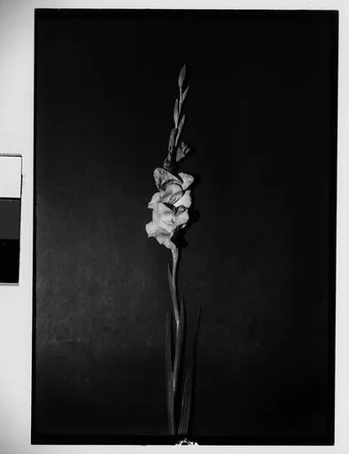 [Gladiola in Front of Backdrop, Darien, Connecticut]