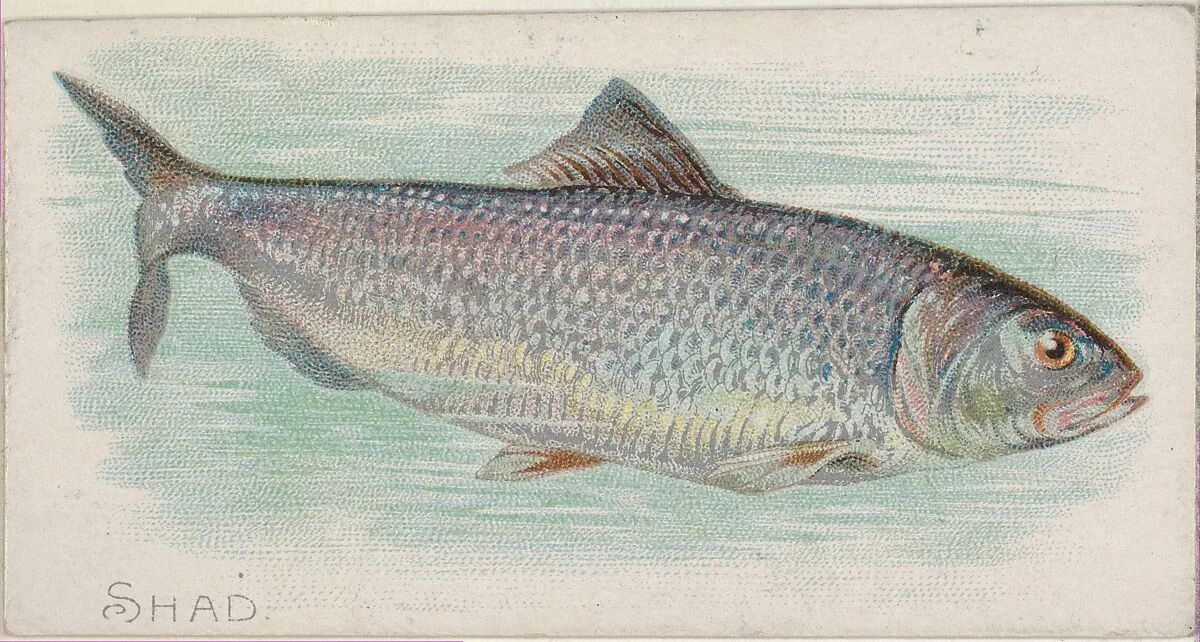 Shad, from the Fish from American Waters series (N8) for Allen & Ginter Cigarettes Brands — Allen & Ginter|Lindner, Eddy & Claus
