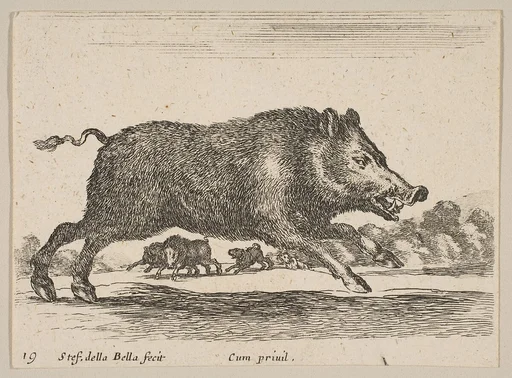 Plate 19: Wild Boar, from "Various animals" (Diversi animali)
