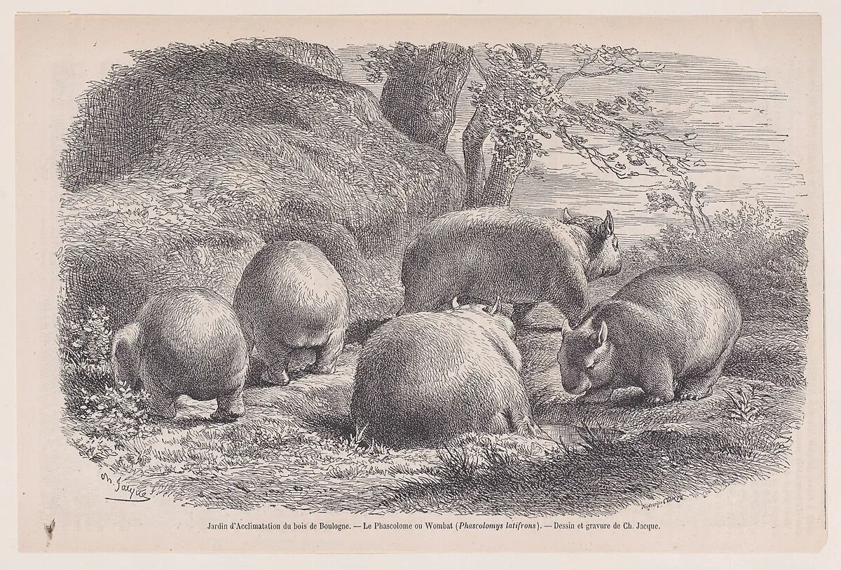 The Wombat, from "Le Magasin Pittoresque" — Charles Jacque