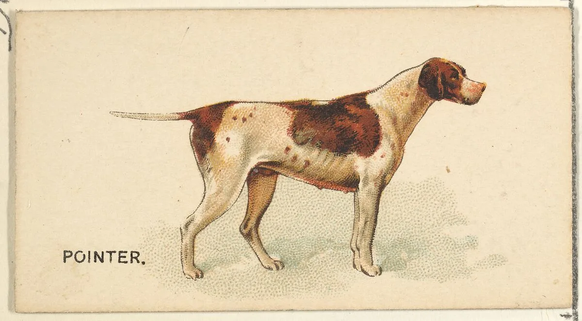 Pointer, from the Dogs of the World series for Old Judge Cigarettes — Goodwin & Company