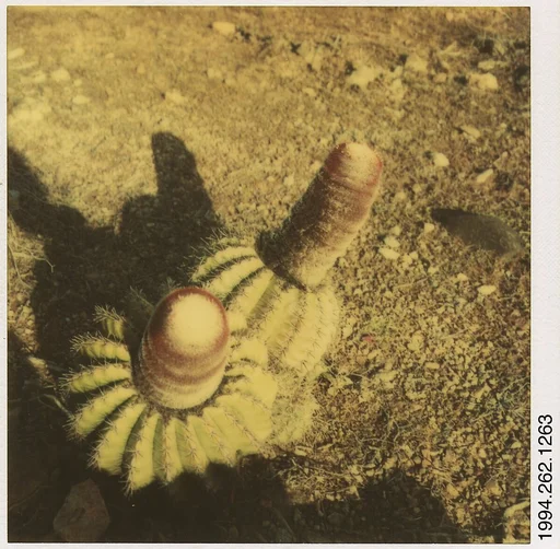 [Cactus]