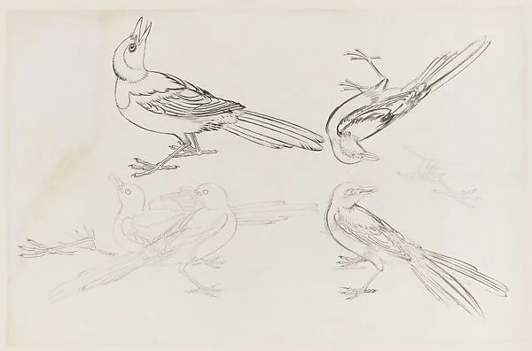 現代 謝稚柳 雀鳥畫稿 鏡片|Birds — Xie Zhiliu