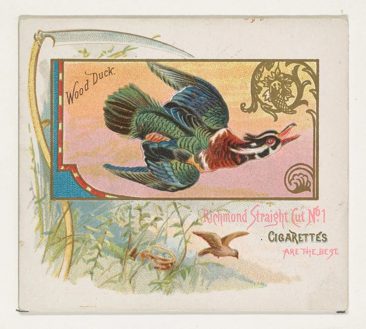 Wood Duck, from the Game Birds series (N40) for Allen & Ginter Cigarettes — Allen & Ginter