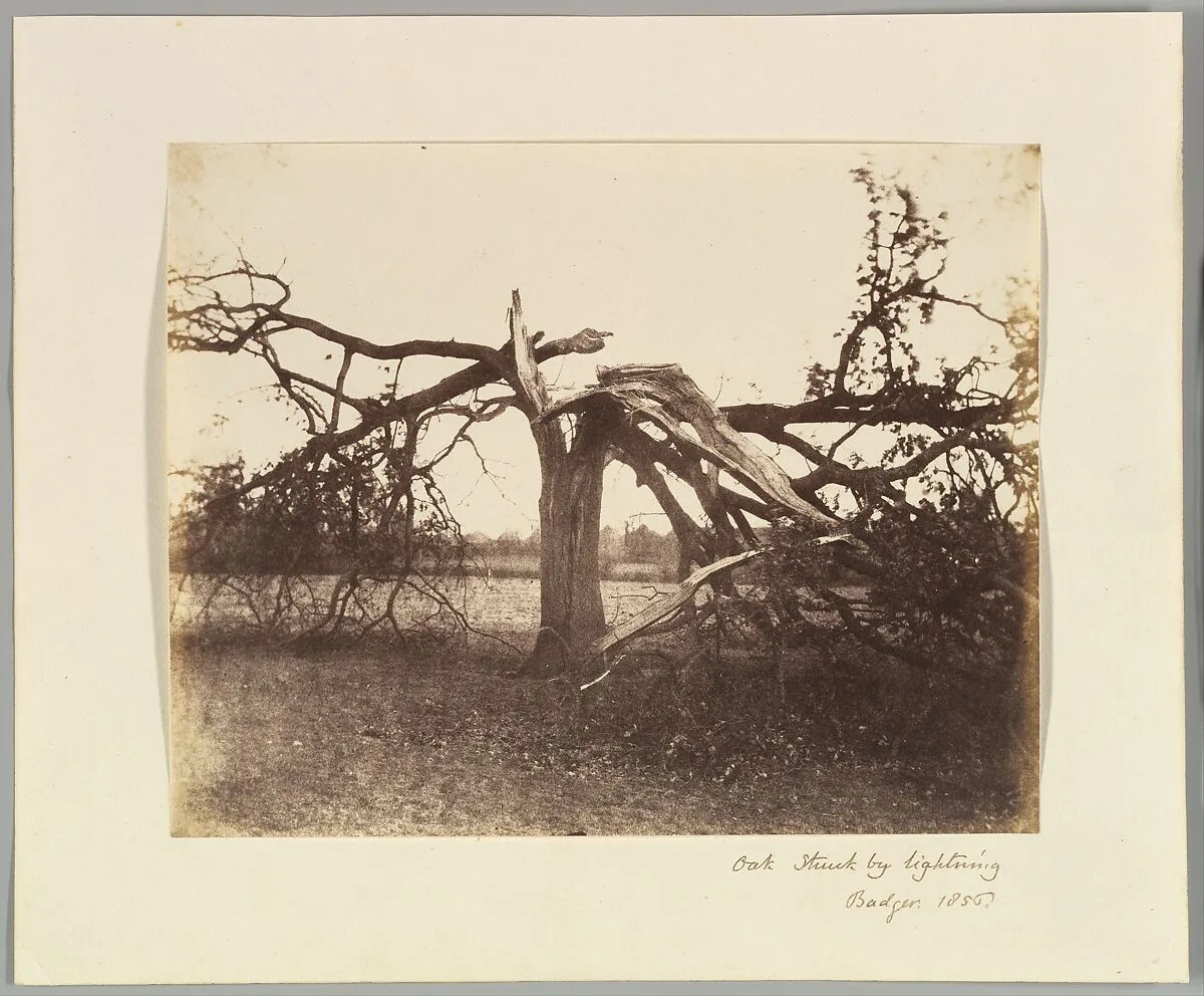 Oak Struck by Lightning, Badger, 1856. — Alfred Capel Cure