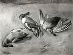 Ducks