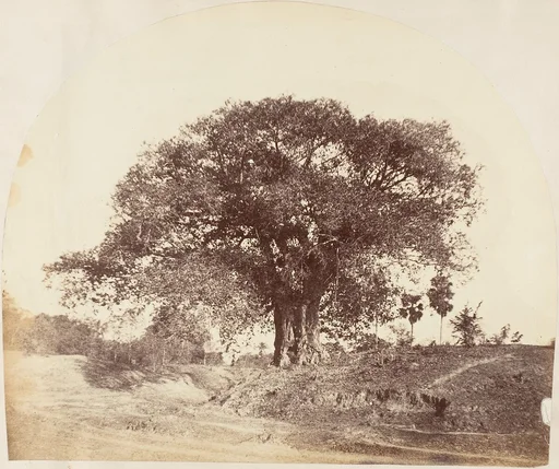 [Banian Tree]