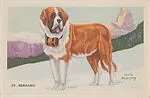St. Bernard from Our Friend – the Dog Educational Pictures (W608-4) — Unknown