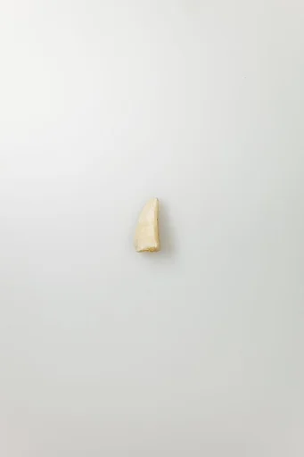 Shabti of Siptah