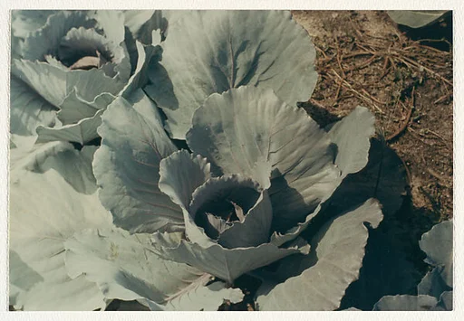 Cabbage - Ogonquit, Maine