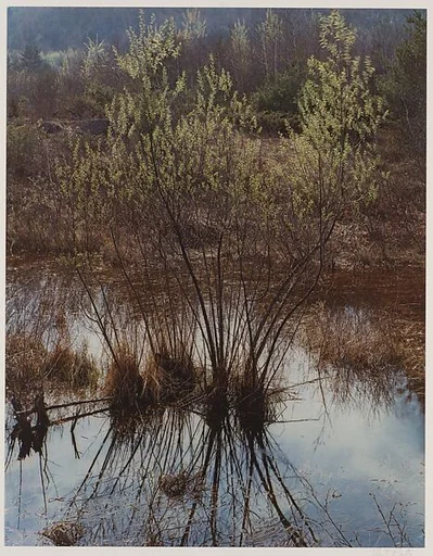 Willows in Slough, Near Hillsborough, New Hampshire