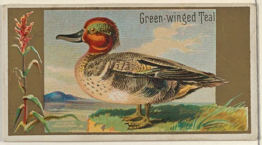 Green-winged Teal, from the Game Birds series (N13) for Allen & Ginter Cigarettes Brands