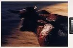 The Bullfight — Ernst Haas
