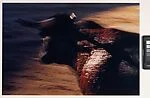 The Bullfight