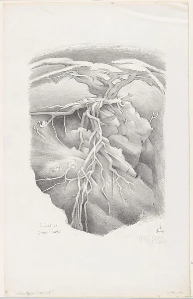 Monterey Cypress — Jean Charlot|Will A. Kistler