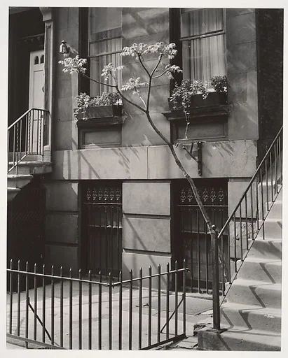 Brownstone in the Fifties