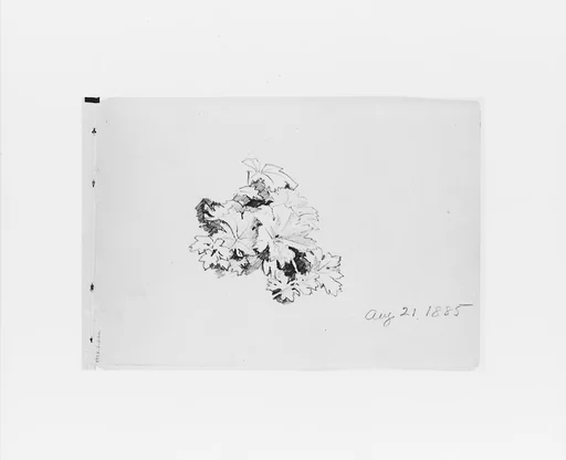 Aug 21 1885: Nature Study (from Sketchbook X)