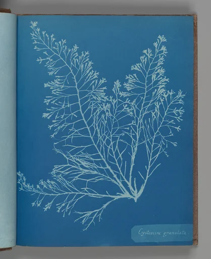 Cystoseira granulata