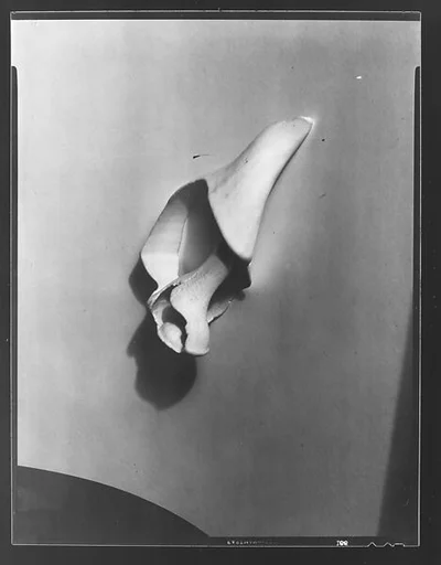 [Shell Study]