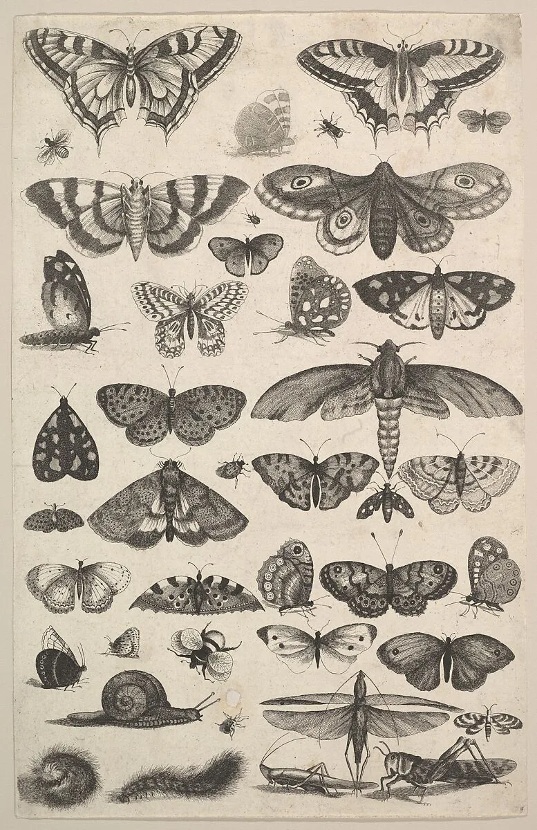 Forty-one Insects, including moths and butterflies — Wenceslaus Hollar