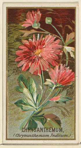 Chrysanthemum (Chrysanthemum Indicum), from the Flowers series for Old Judge Cigarettes