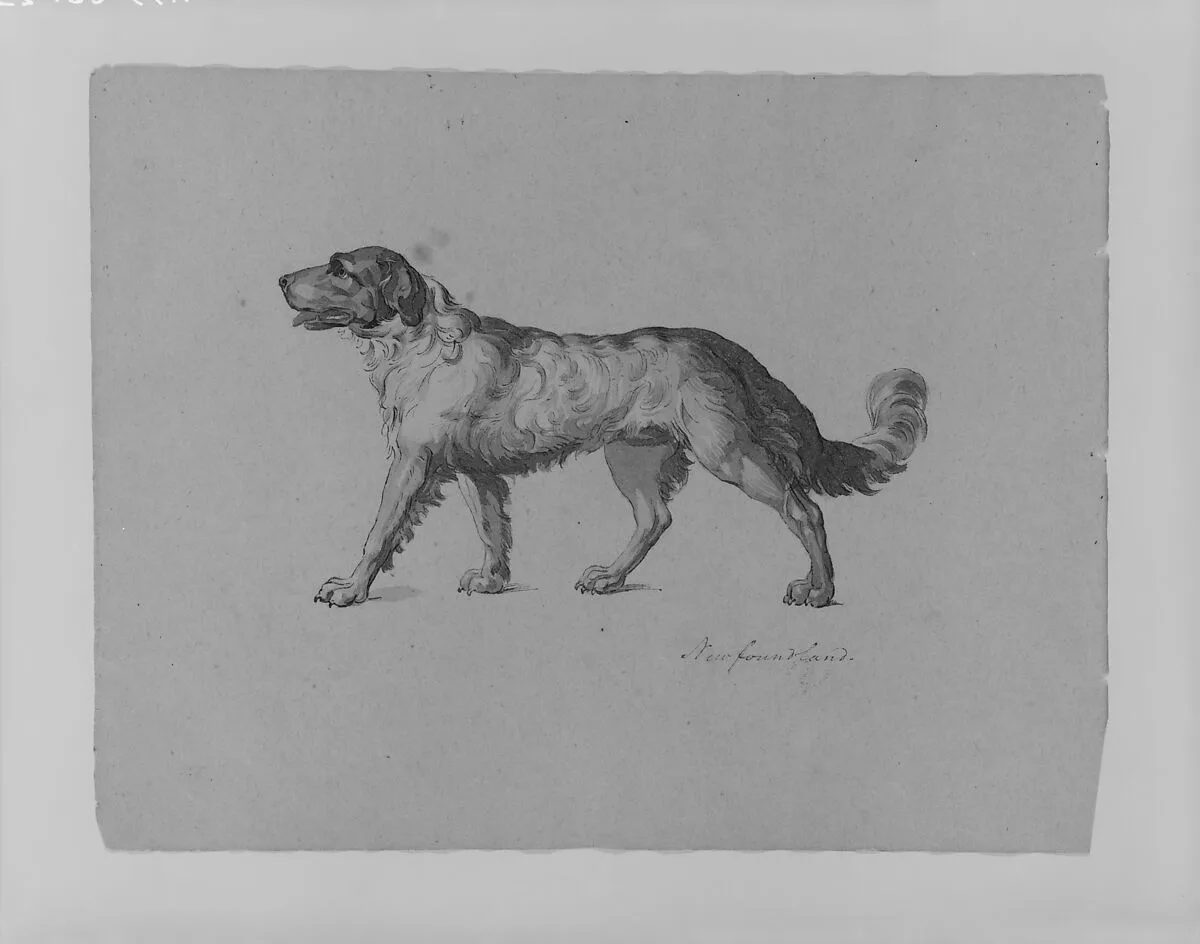 Newfoundland Dog (from Sketchbook) — Thomas Sully