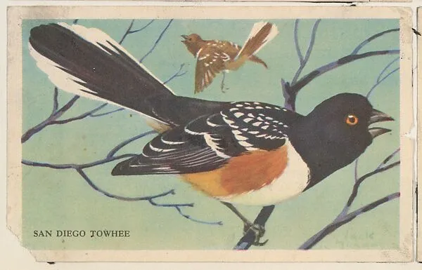 San Diego Towhee, bakery card from the California Bird Pictures series (D39-2), issued by the Gordon Bread Company — Gordon Bread Company
