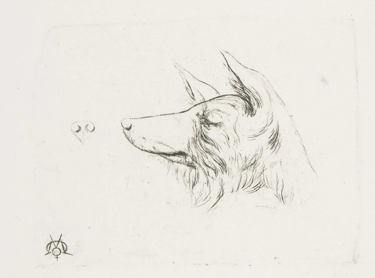 Head of a Dog from New Holland — Charles Meryon