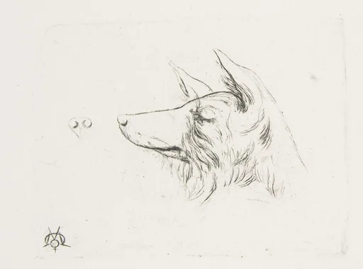 Head of a Dog from New Holland