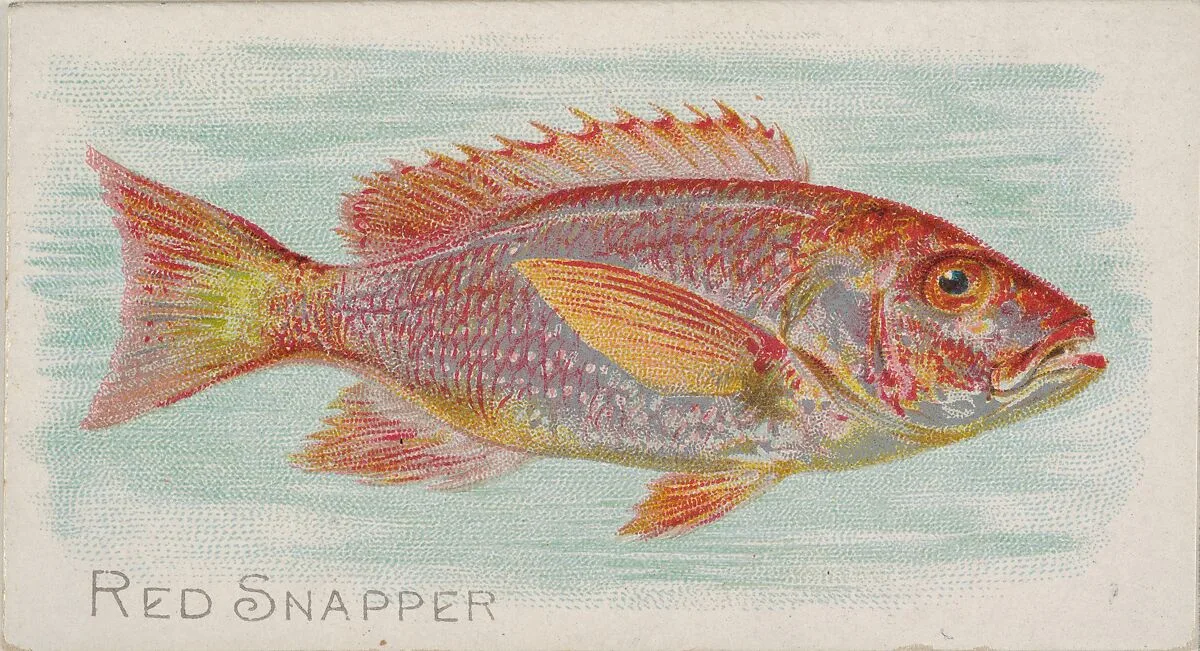 Red Snapper, from the Fish from American Waters series (N8) for Allen & Ginter Cigarettes Brands — Allen & Ginter|Lindner, Eddy & Claus