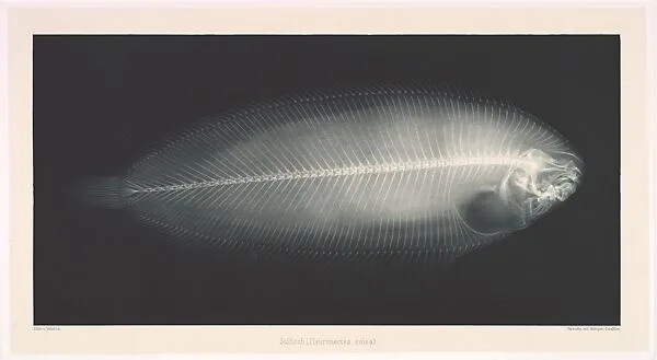 Solfisch (Pleuronectes solea) — Josef Maria Eder|Eduard Valenta