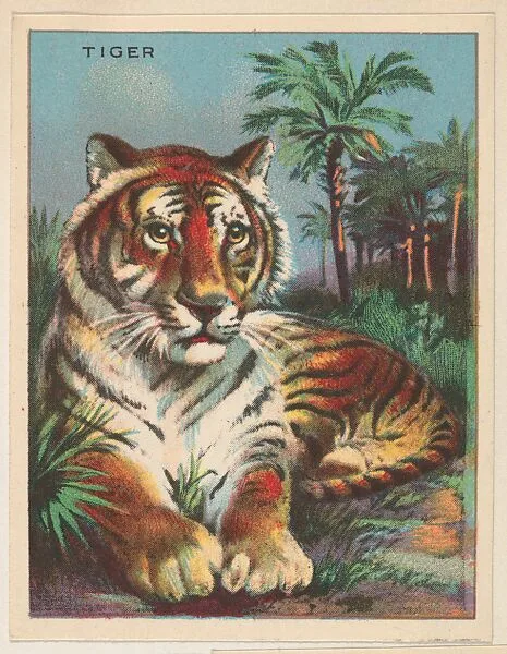 Tiger, collector card from the Animals series (D9), issued by the Weber Baking Company to promote Onist Milk and Pullman Bread — Weber Baking Company