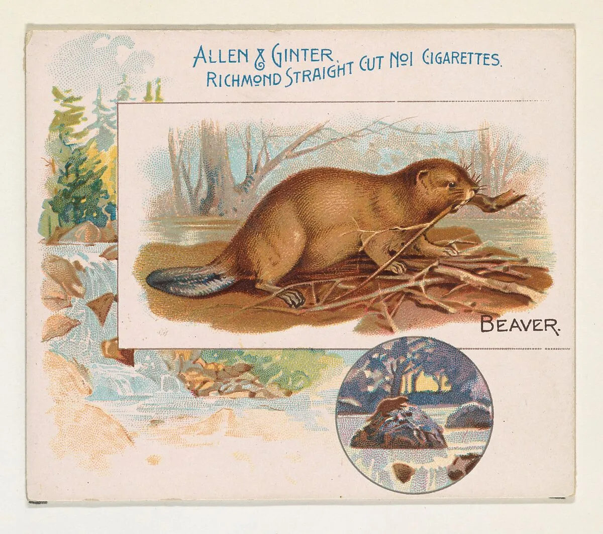 Beaver, from Quadrupeds series (N41) for Allen & Ginter Cigarettes — Allen & Ginter|Lindner, Eddy & Claus