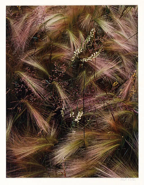 Foxtail Grass, Lake City, Colorado — Eliot Porter