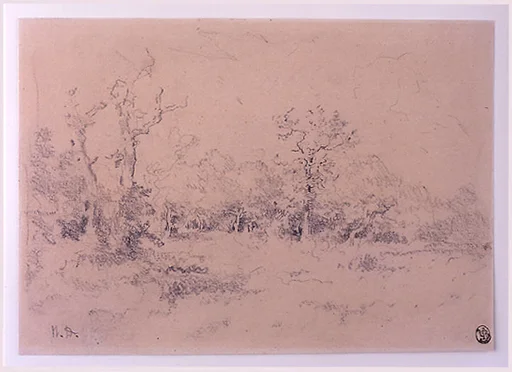 Forest Clearing