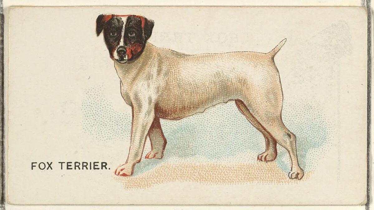 Fox Terrier, from the Dogs of the World series for Old Judge Cigarettes — Goodwin & Company